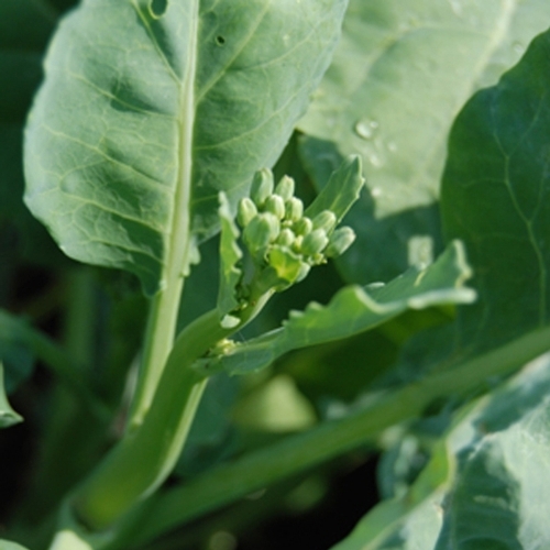 Asian and tropical vegetable seeds