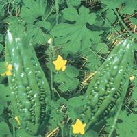 Asian and tropical vegetable seeds