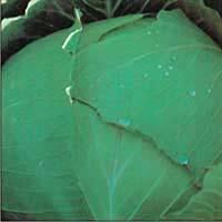 Asian and tropical vegetable seeds