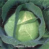 Asian and tropical vegetable seeds