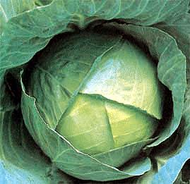 Asian and tropical vegetable seeds