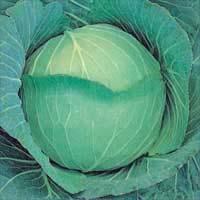 Asian and tropical vegetable seeds