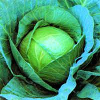 Asian and tropical vegetable seeds