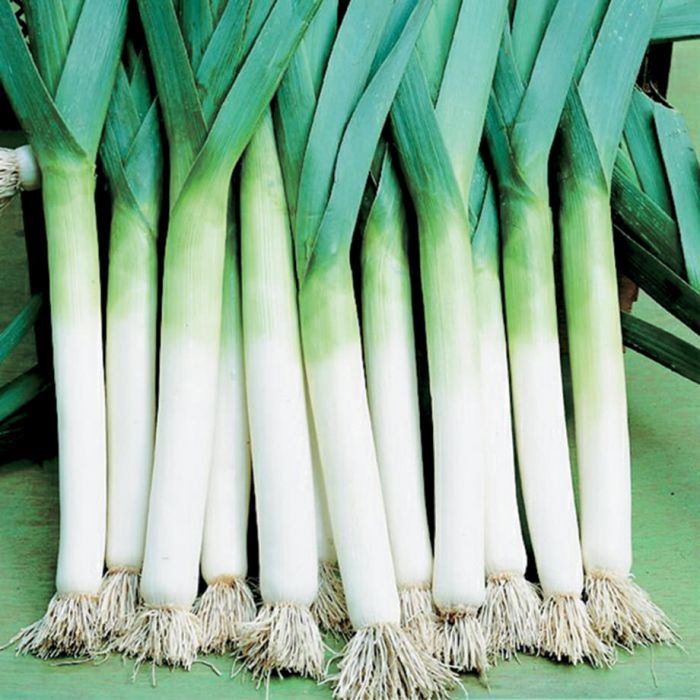 Graines De Poireau Gros Long D'été - 150 Semences Allium Porrum - Variété Précoce, Saveur Douce, Résistante à La Montée