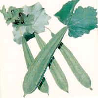 Asian and tropical vegetable seeds