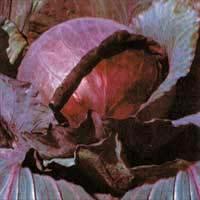 Asian and tropical vegetable seeds