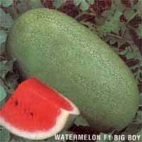 Asian and tropical vegetable seeds