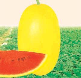 Asian and tropical vegetable seeds