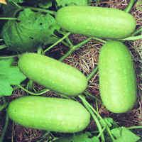 Asian and tropical vegetable seeds