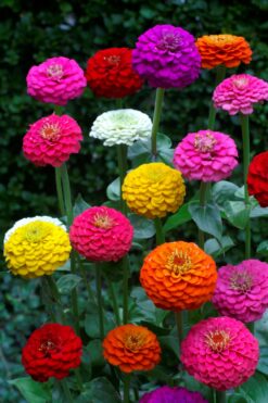 ZINNIA LILIPUT MIXED – Asian and tropical vegetable seeds