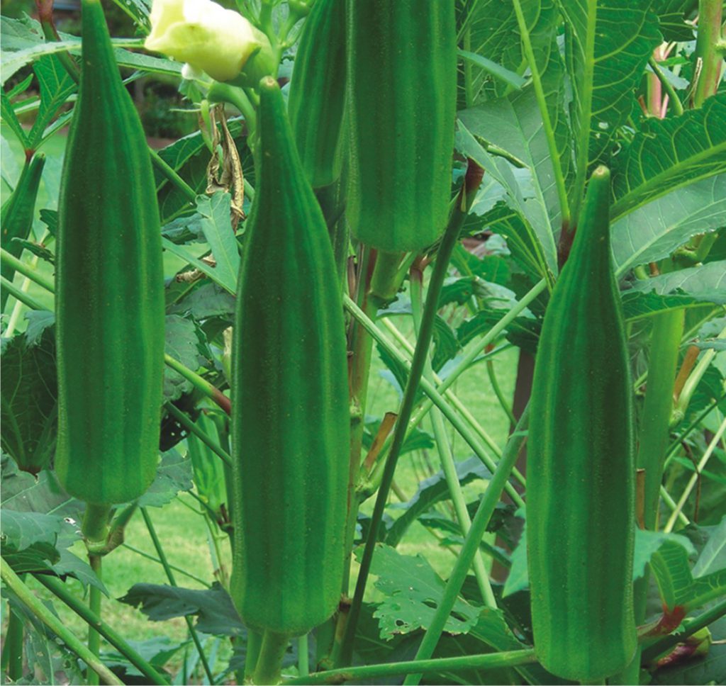 Asian and tropical vegetable seeds