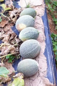 Asian and tropical vegetable seeds