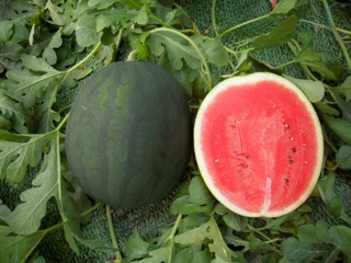 Asian and tropical vegetable seeds