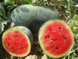 Asian and tropical vegetable seeds