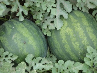 Asian and tropical vegetable seeds