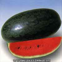 Asian and tropical vegetable seeds