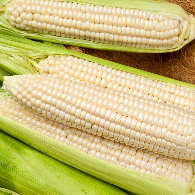 100 Seeds Includes Tracking Details about   Thai White Sticky Corn Seeds