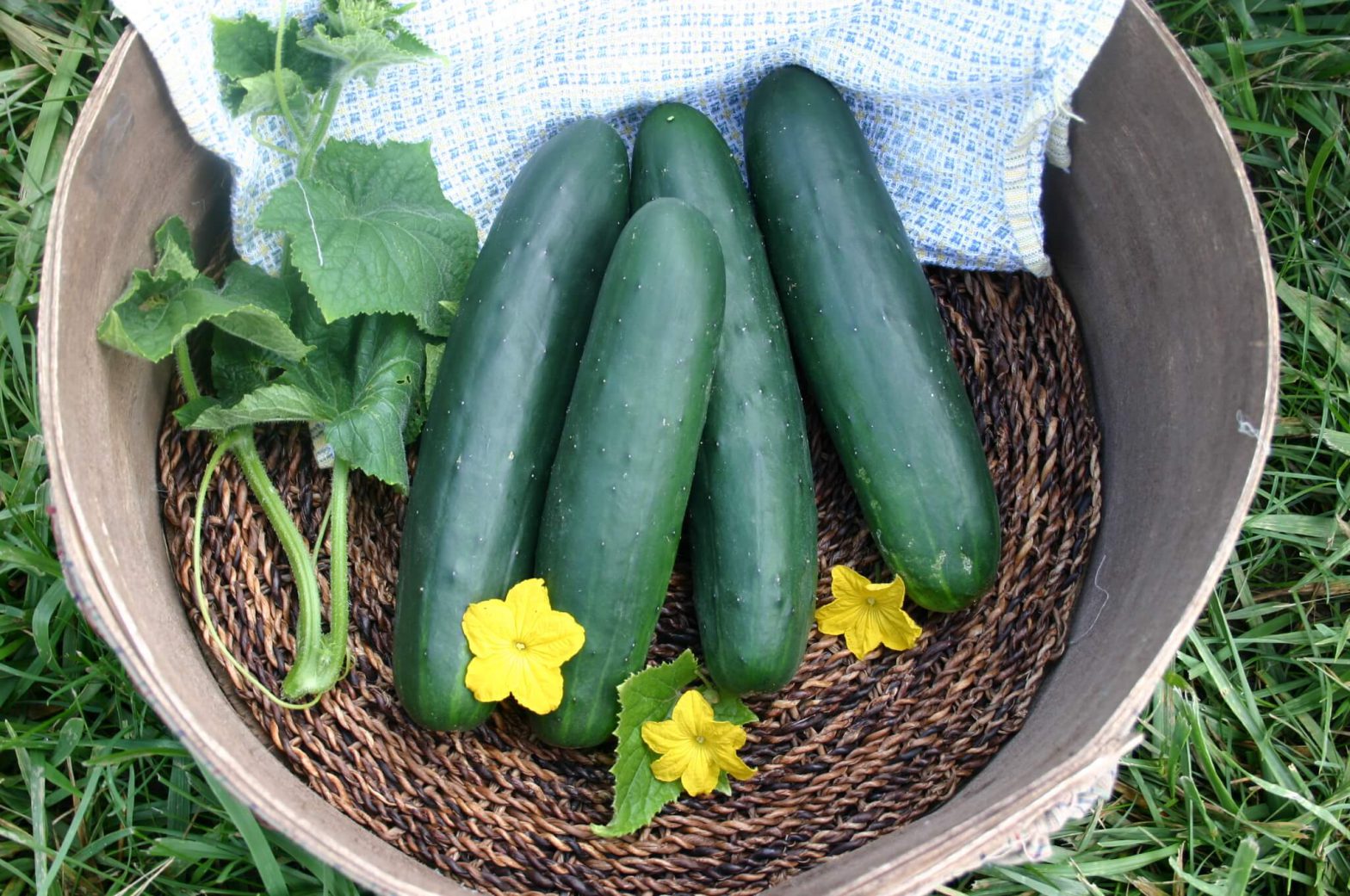 CUCUMBER F1 PYTHON – Asian and tropical vegetable seeds