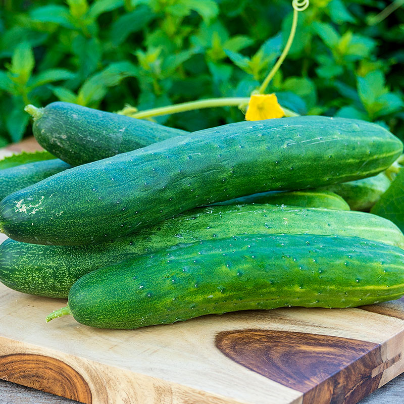 Cucumber Slicing Garden Sweet Burpless Hybrid Asian And Tropical Vegetable Seeds