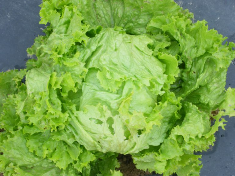 LETTUCE YELLOW SG592 Asian and tropical vegetable seeds