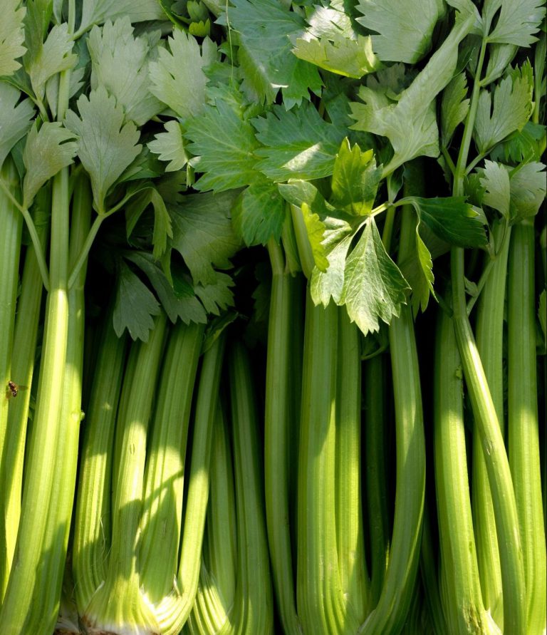 CUT CELERY GREEN 323. Asian and tropical vegetable seeds