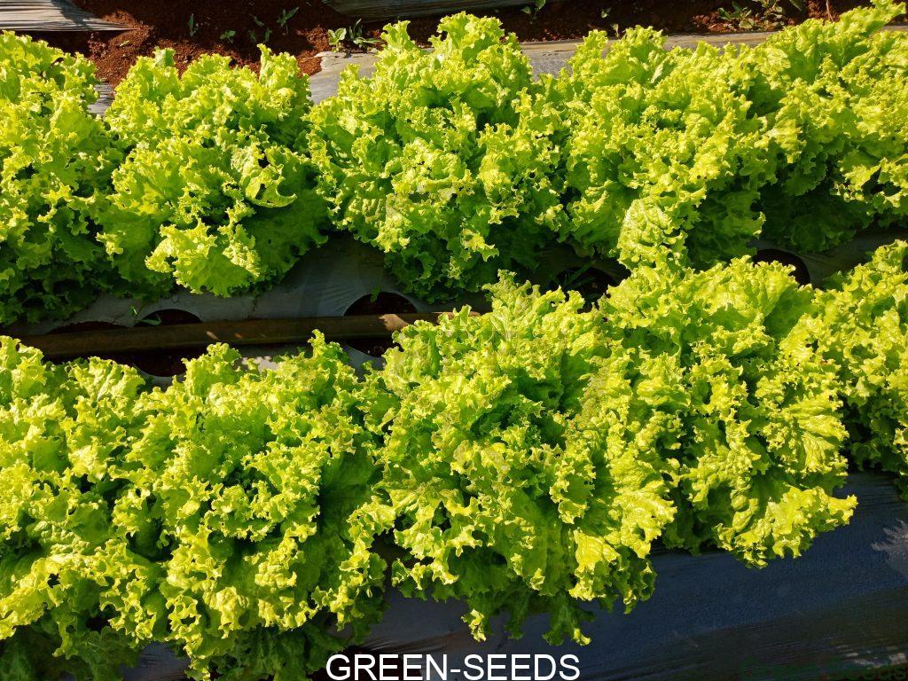 LETTUCE GRAND RAPIDS TBR Asian and tropical vegetable seeds