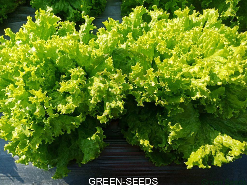 Lettuce & Endive Asian and tropical vegetable seeds