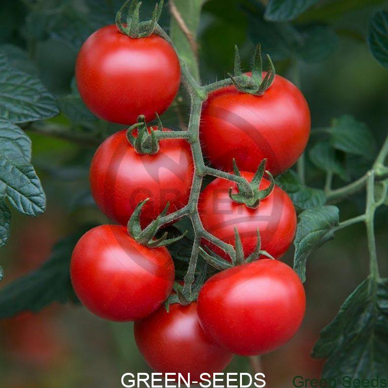 TOMATO F1 COBRA Asian and tropical vegetable seeds