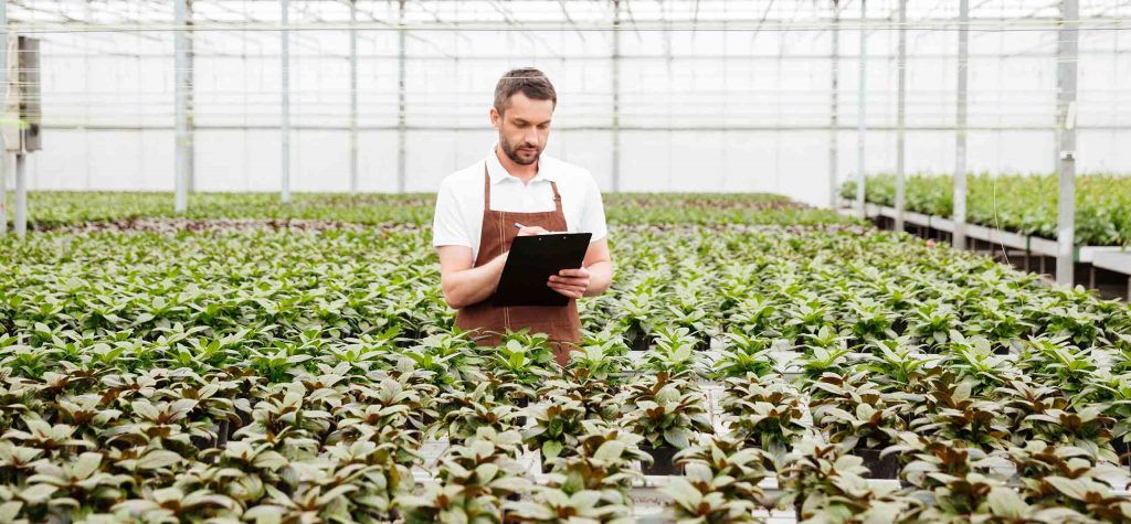 Asian and tropical vegetable seeds