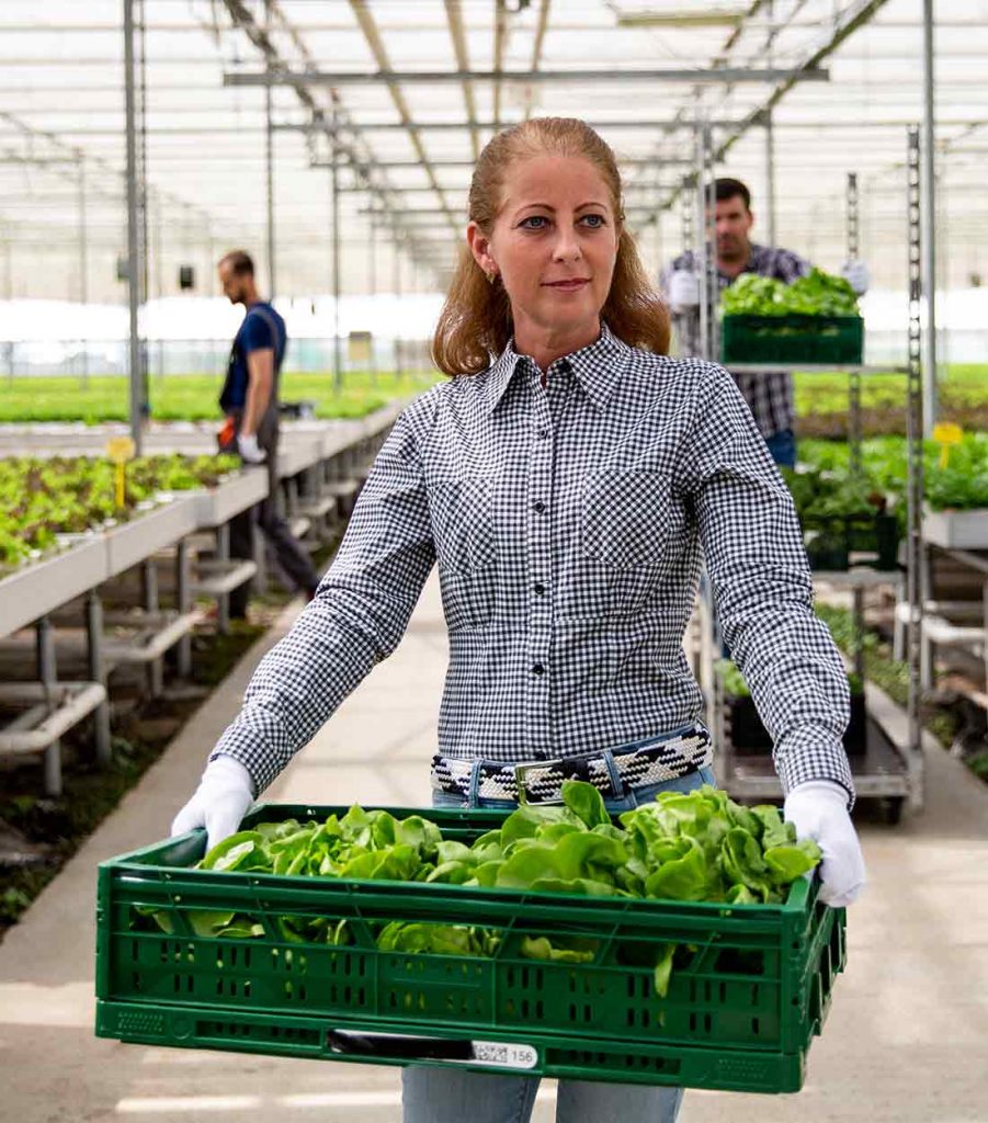 Asian and tropical vegetable seeds