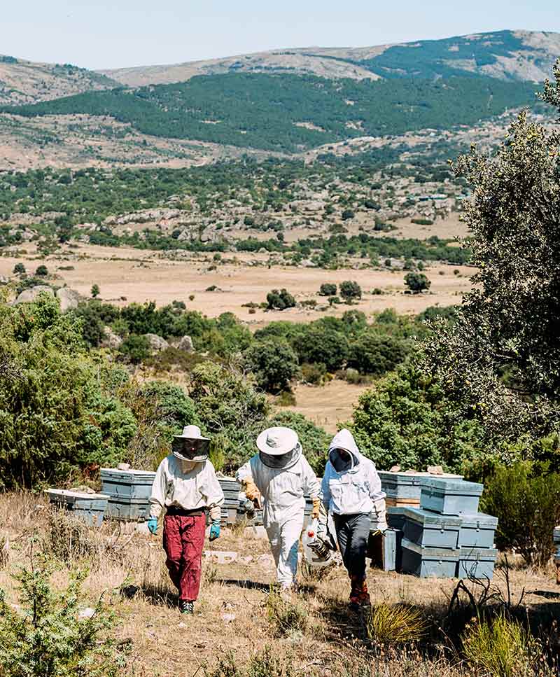 Asian and tropical vegetable seeds