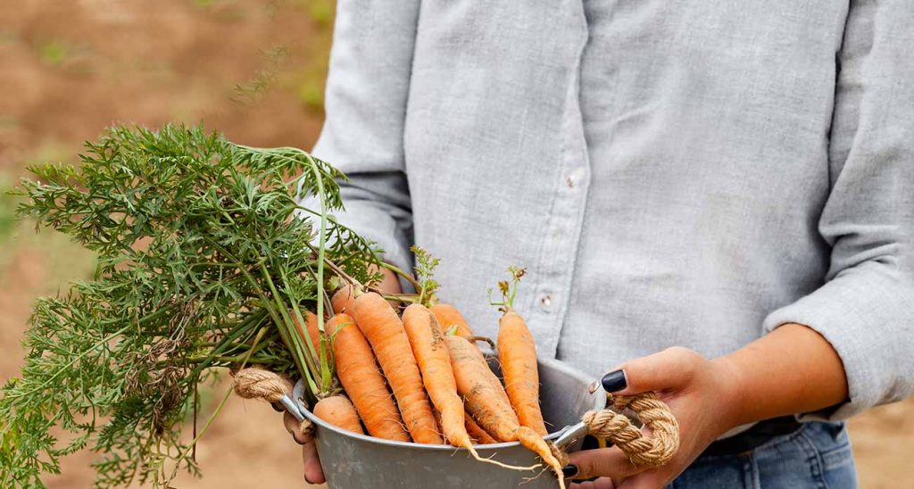 Asian and tropical vegetable seeds