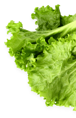 Asian and tropical vegetable seeds