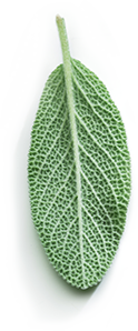 Asian and tropical vegetable seeds