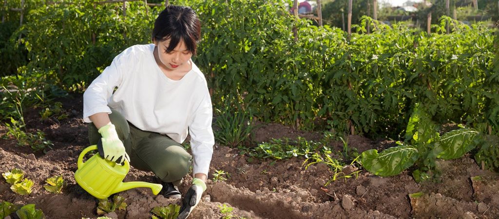 Asian and tropical vegetable seeds