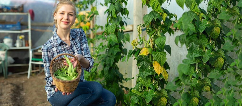 Asian and tropical vegetable seeds