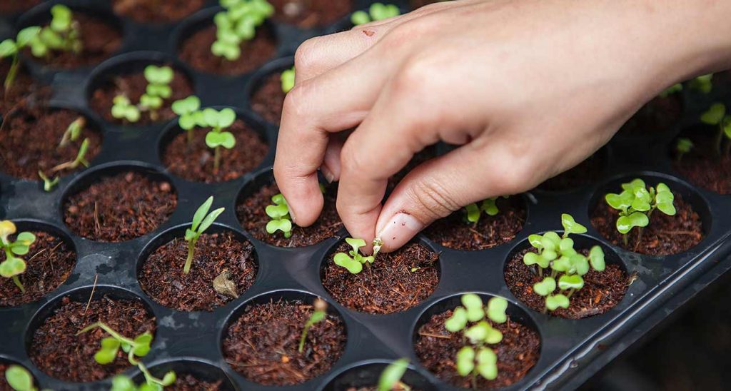 Asian and tropical vegetable seeds