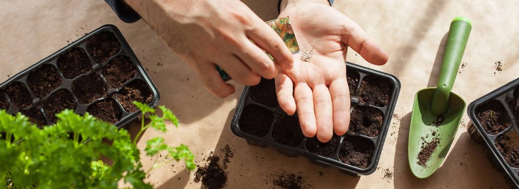 Asian and tropical vegetable seeds