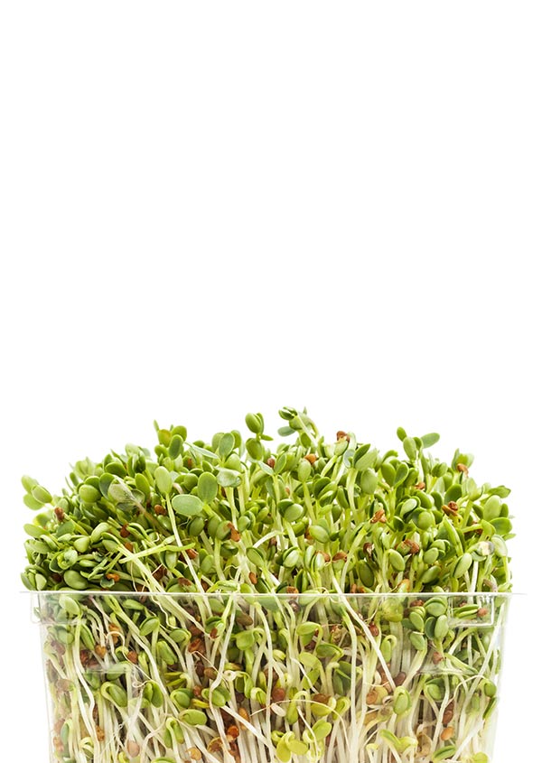 Asian and tropical vegetable seeds