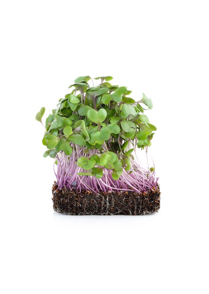 Asian and tropical vegetable seeds