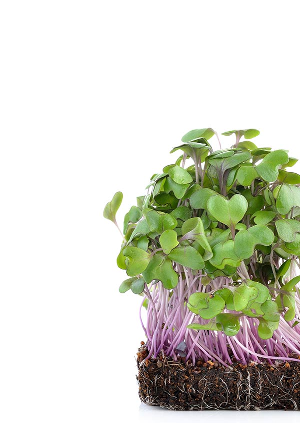 Asian and tropical vegetable seeds