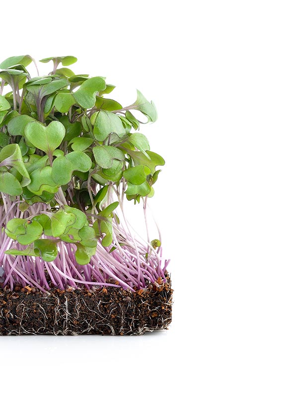 Asian and tropical vegetable seeds
