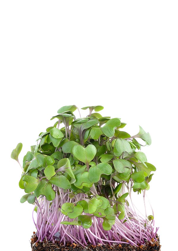 Asian and tropical vegetable seeds