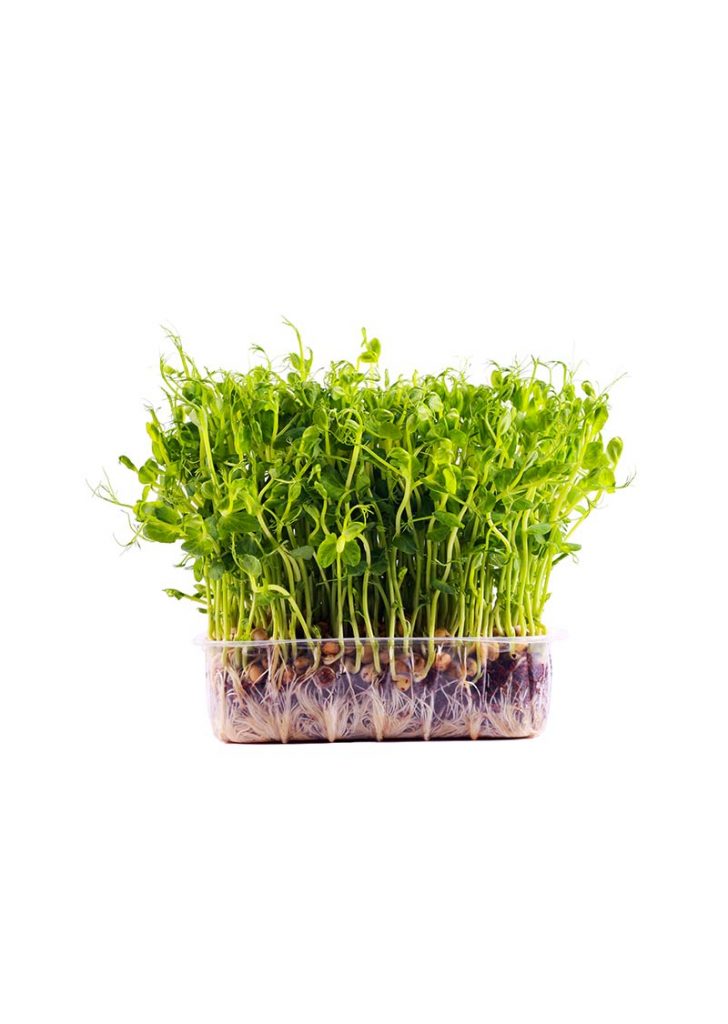 Asian and tropical vegetable seeds