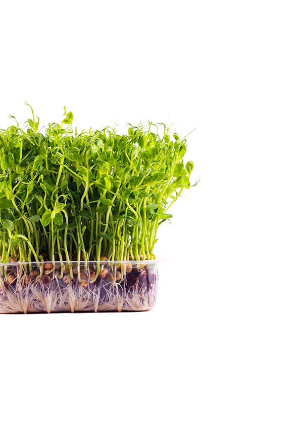 Asian and tropical vegetable seeds