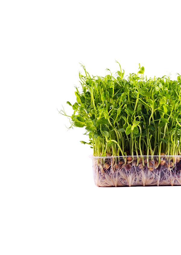 Asian and tropical vegetable seeds