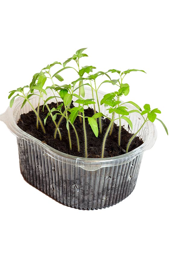 Asian and tropical vegetable seeds