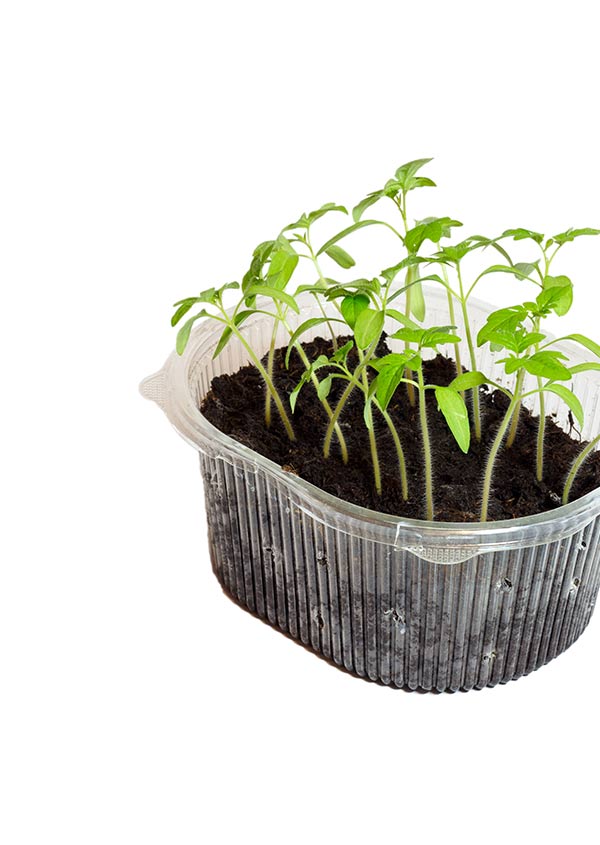 Asian and tropical vegetable seeds