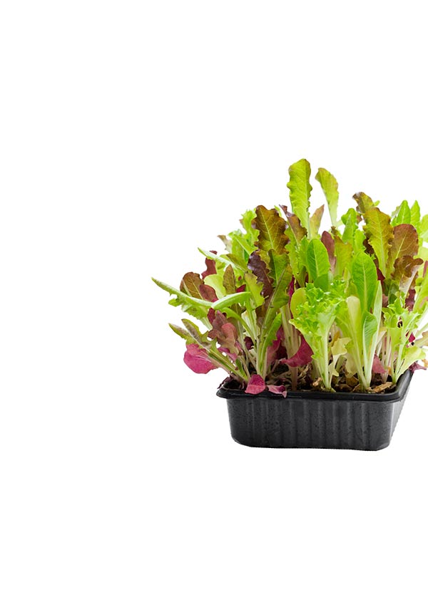 Asian and tropical vegetable seeds