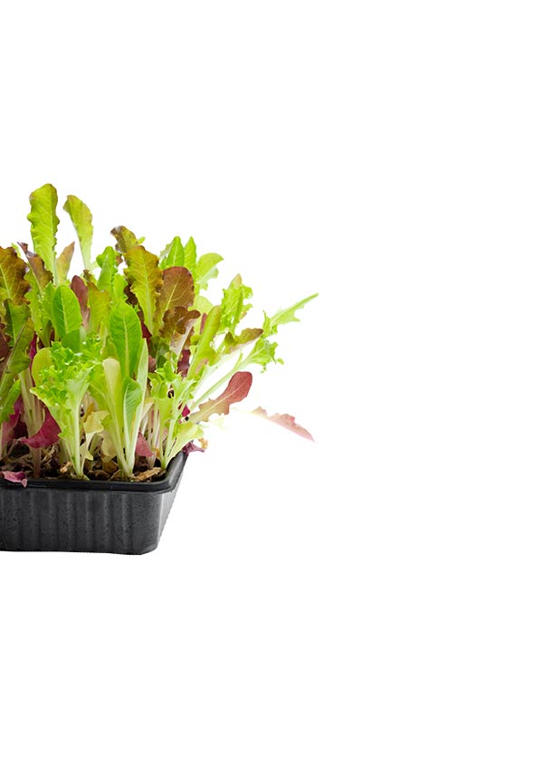 Asian and tropical vegetable seeds